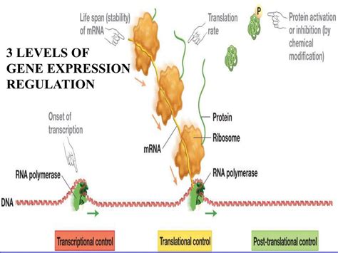 PPT - REGULATION OF GENE EXPRESSION PROKARYOTES PowerPoint Presentation - ID:6419291