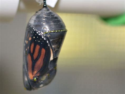 He Breathes | Butterfly cocoon, Butterfly chrysalis, Monarch butterfly
