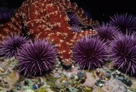 Purple Sea Urchin Information and Picture | Sea Animals