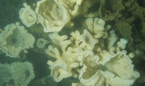 Glass Sponge Reefs - The "Living Fossils" Underwater