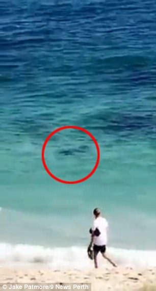 Shark filmed 10 metres off North Cottesloe Beach in Perth | Daily Mail Online