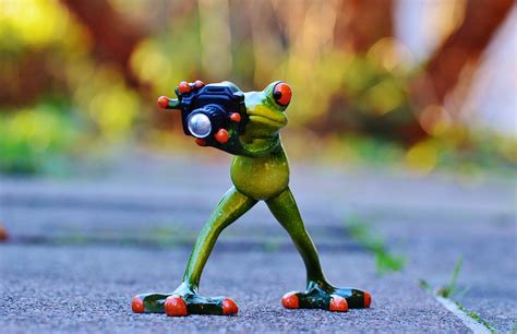 Free photo: Photographer, Frog, Funny, Camera - Free Image on Pixabay - 1080006