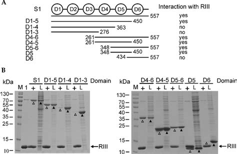 The pull-down assay of in vitro interaction between the recombinant... | Download Scientific Diagram