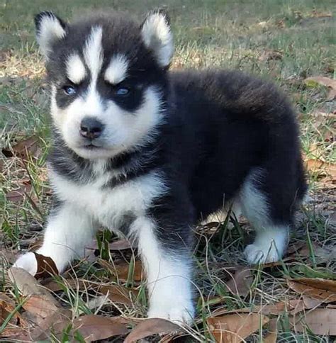 Cute Husky Puppies For Sale