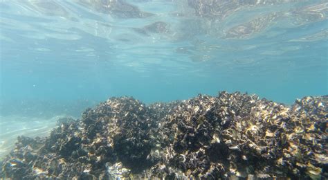 Restoring oyster reefs in Botany Bay | The Nature Conservancy