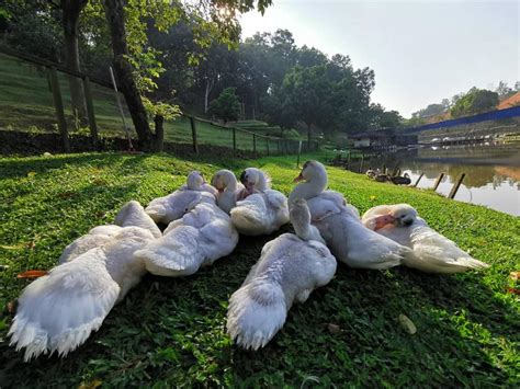 Bukit Jelutong Eco Community Park - Port Lepak Shah Alam - Cuti Viral