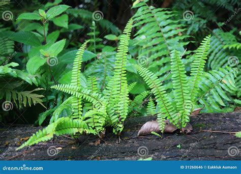 Fern Plants Cover the Ground of the Natural Forest. Stock Photo - Image ...