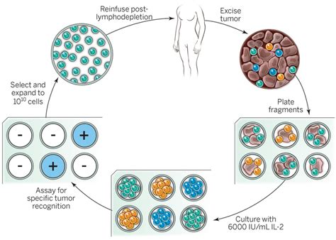 Adoptive cell transfer as personalized immunotherapy for human cancer | Science