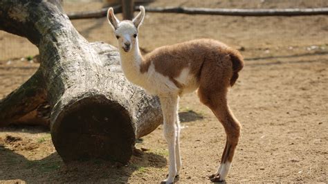 Adorable llama babies take first wobbly steps - YouTube