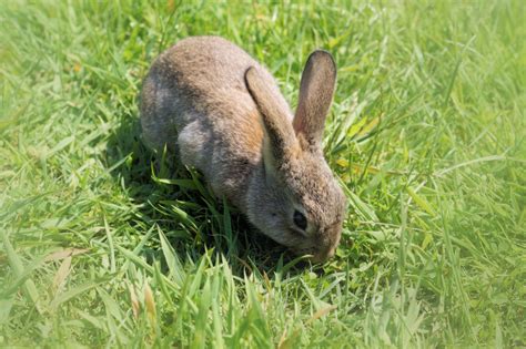 brown rabbit free image | Peakpx