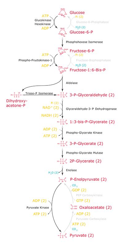 Glycolysis Cycle