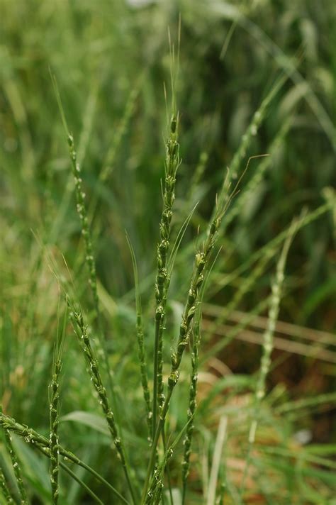 Aegilops tauschii (Aegilops squarrosa, Triticum tauschii) | Flickr