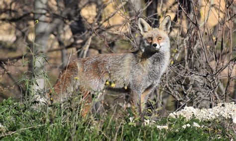 Gray Fox | Habitats and Behavior - All Things Foxes | Fox habitat, Grey ...