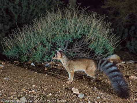 ringtail | Marana, near Tucson, Arizona. | Photos by Ron Niebrugge