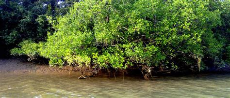 The Bhitarkanika Mangroves - Patra Tours and Travels