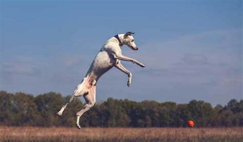 11 Dog Breeds that Can Jump High - PatchPuppy.com