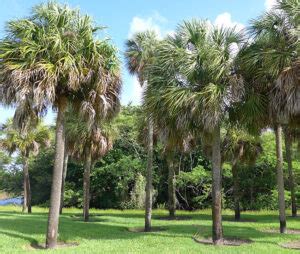 How to Grow the Cabbage Palm Tree (Sabal palmetto)