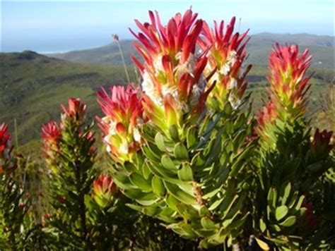 Fynbos - Biomes of south Africa