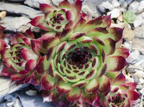 Hens and Chicks Plant: Care & Growing Guide