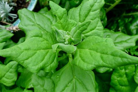 Less Noise, More Green Edible Landscape Project: New Zealand Spinach, Tetragonia tetragonioides ...