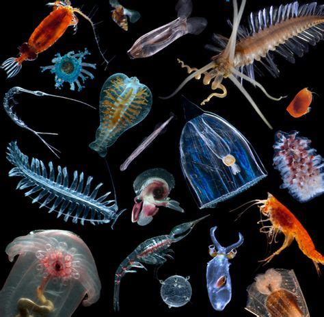 7 Zooplankton ideas | plankton, marine organism, sea creatures