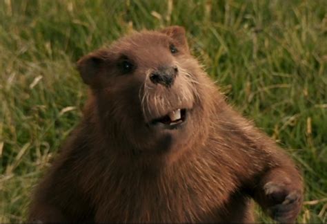 Mr. Beaver | The Chronicles of Narnia Wiki | FANDOM powered by Wikia