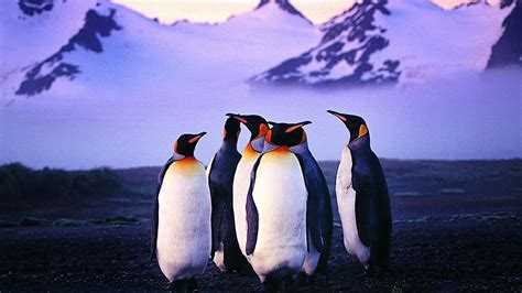 🔥 [50+] Penguin Wallpapers iPad | WallpaperSafari