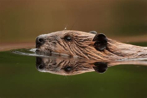 How to Photograph Wildlife in Acadia National Park, USA | Nature TTL