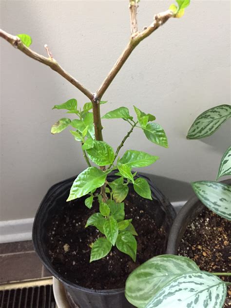 My 3 year old Carolina Reaper plant seems to love it’s new home : r/plants