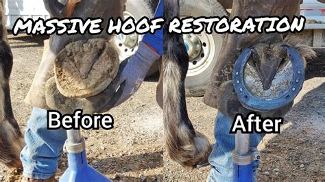 Shoeing and Trimming Draft Horse - Hoof Restoration Start to Finish - Farrier ASMR - So ...