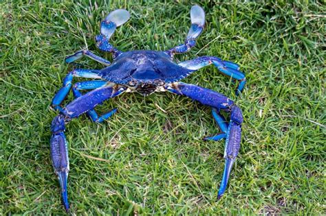 Blue Swimmer Crab; How to catch and cook them