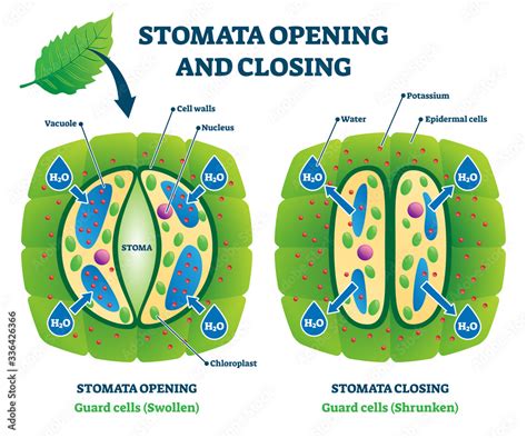 Stomata opening and closing vector illustration. Labeled educational scheme Stock Vector | Adobe ...