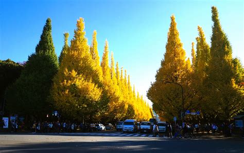 Autumn 2014: Meiji-jingu Gaien Park’s Ginkgo Avenue – Lakbayer