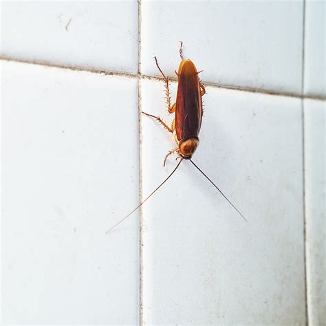 Roaches In Kitchen Cabinets – Things In The Kitchen