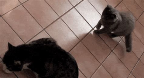 11 Awkward Kittens Who Haven't Quite Mastered The Pounce Yet