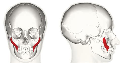 Zygomatic Muscle