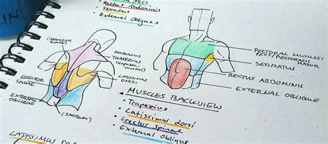 Top 10 Human Anatomy Books For Artists