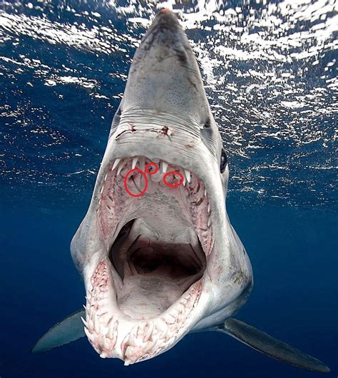 What are these parasites in this shark's mouth? : r/marinebiology