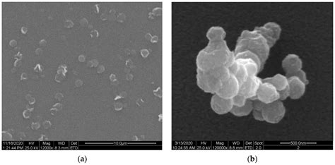 Molecules | Free Full-Text | Chitosan Nanoparticles-Preparation, Characterization and Their ...