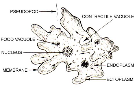 Difference Between Amoeba and Paramecium | Structure, Characteristics, Similarities and Differences