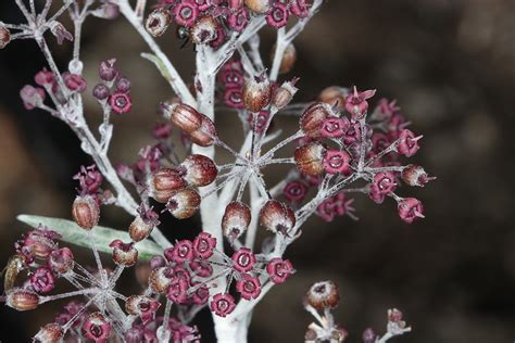 Threatened Plant Index of Australia: 2020 Results