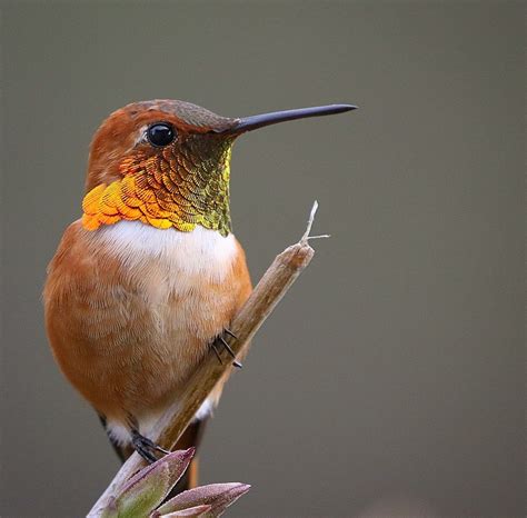 The Rufous Hummingbird - Perpetua Resources