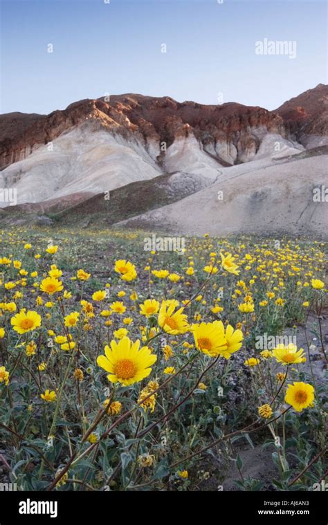 Desert sunflower aka desert gold (Gerea canescens) in bloom at Death Valley National Park ...