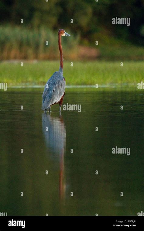 Goliath heron reflection fishing in St. Lucia Estuary Stock Photo - Alamy