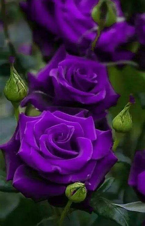 chamarichobdee on in 2020 | Purple roses, Beautiful rose flowers, Purple flowers