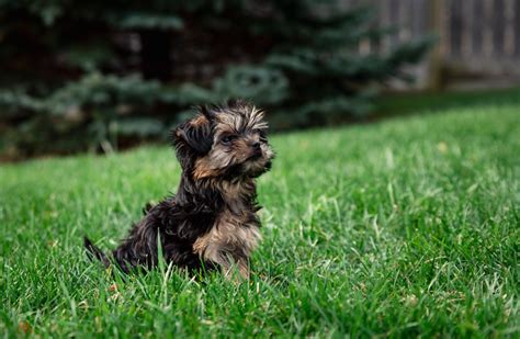 Morkie Breed Guide & Morkie Insurance | Healthy Paws Pet Insurance