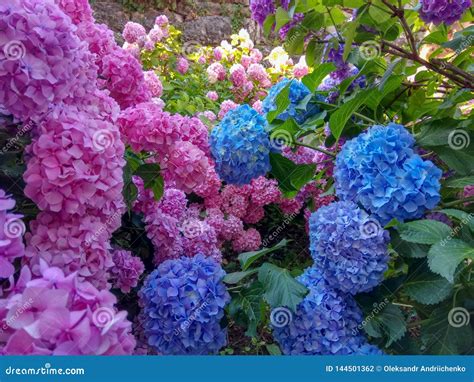 Hydrangea is Pink, Blue, Violet, Purple Bushes of Flowers are Blooming in Spring and Summer at ...