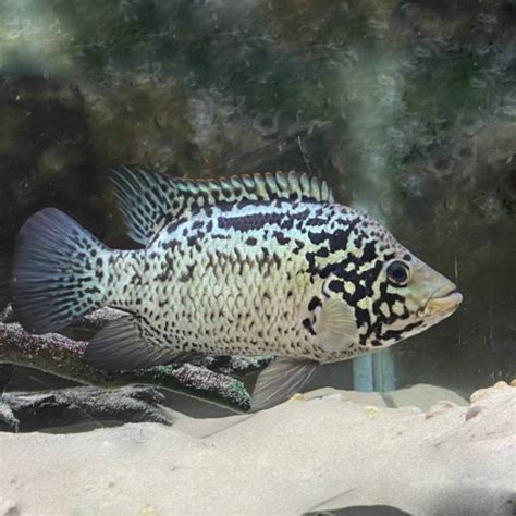 Cuban Cichlid 3-5cm - Roxy Aquarium