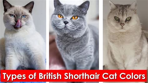 6 Types of British Shorthair Cat Colors | Different colors of the British shorthair - YouTube