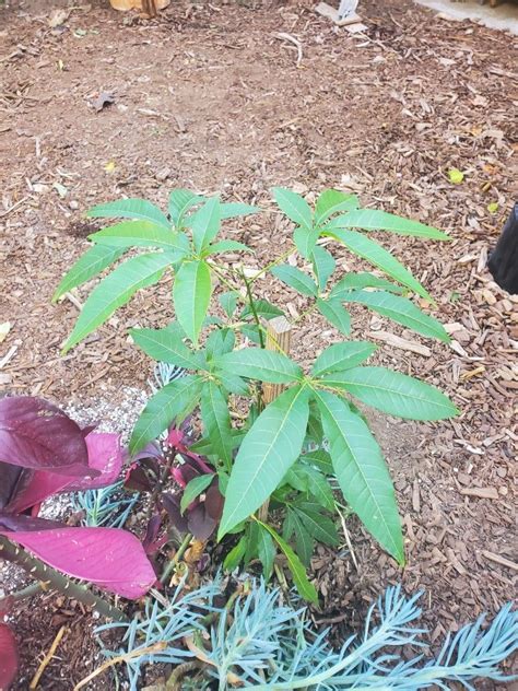 Here is one of my many zapote trees that i started from seed. I got fruit from a 60 year old ...